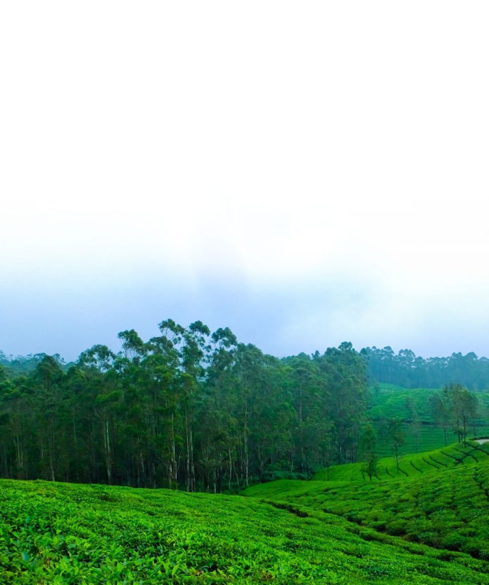 Karnataka 7 Nights /8 Days tour packages |Mysore, Coorg, Ooty
