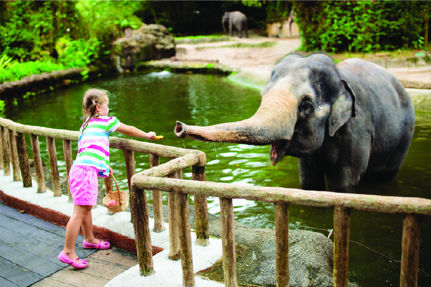 Get an Up-Close Look at Exotic Animals at Singapore Zoo