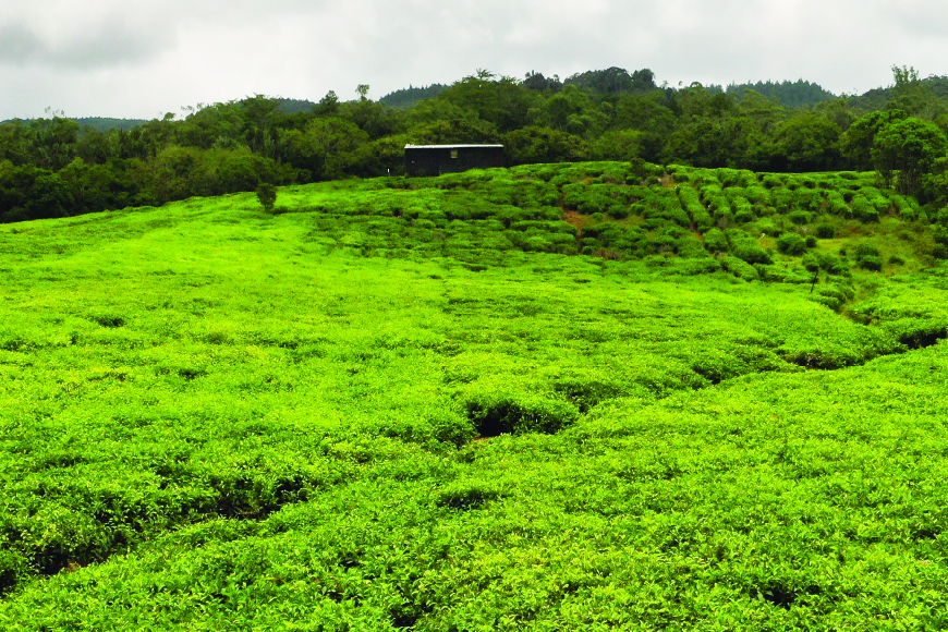 Drive Through the Scenic Tea Plantations