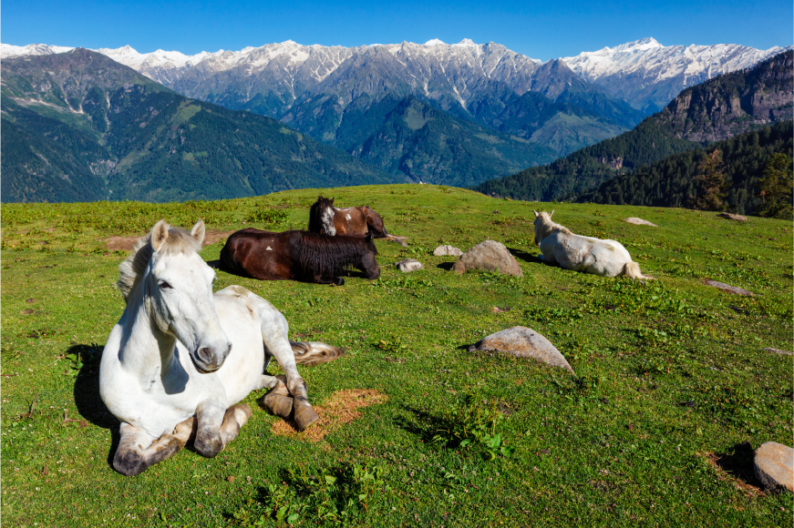Kasauli, Himachal Pradesh Tour Packages
